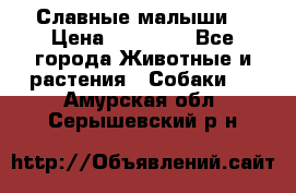 Славные малыши! › Цена ­ 10 000 - Все города Животные и растения » Собаки   . Амурская обл.,Серышевский р-н